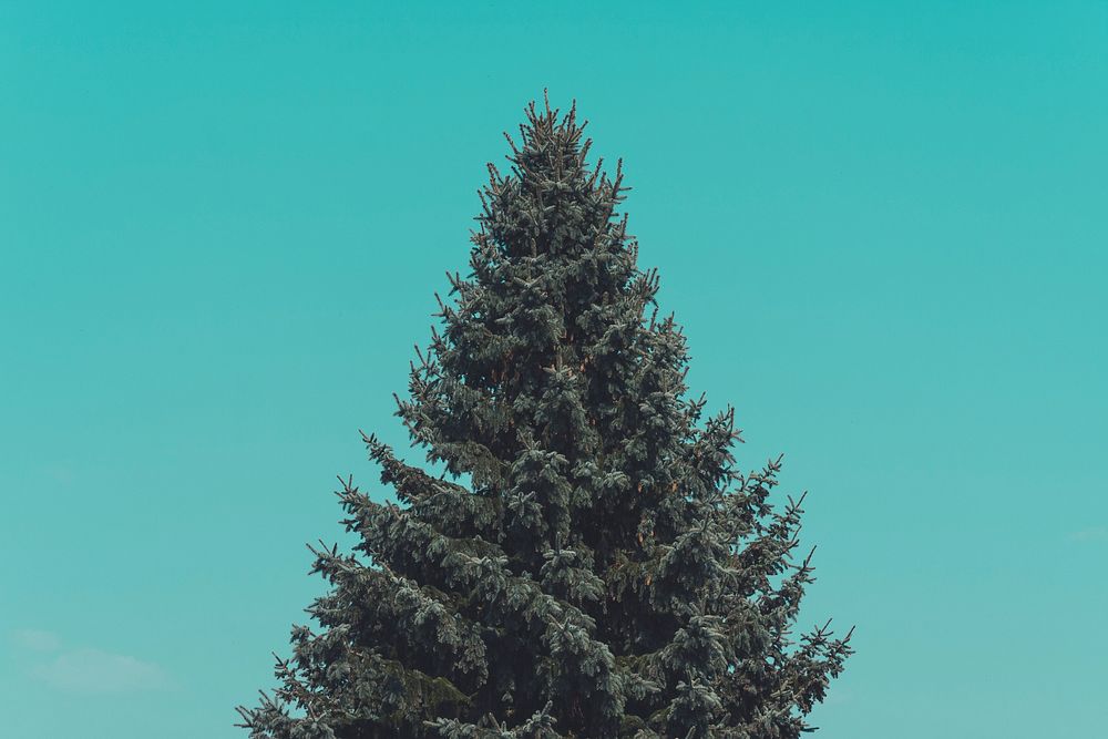 Pine tree under a green sky. Original public domain image from Wikimedia Commons