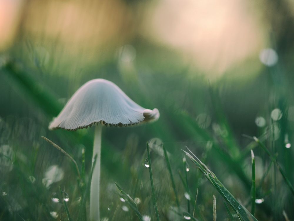 Mushroom in grassland. Original public domain image from Wikimedia Commons