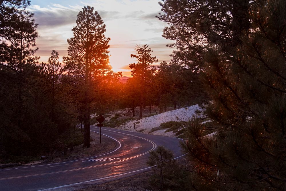 A two-lane road curves around the forest scenery at Bryce Canyon with a red sunrise-or-sunset breaking through the pine…