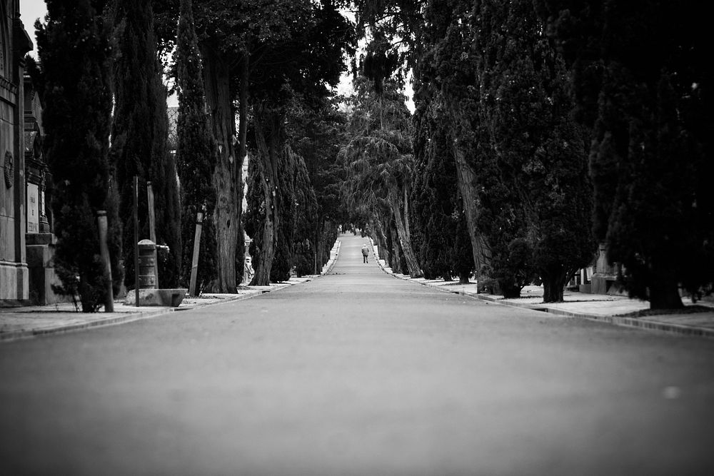 Black and white shot of person in distance walking on tree lined road in Polloe Plaza. Original public domain image from…