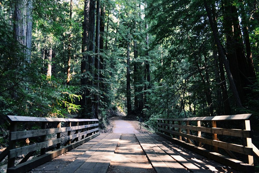 A wooden bridge and a narrow asphalt path in a forest. Original public domain image from Wikimedia Commons