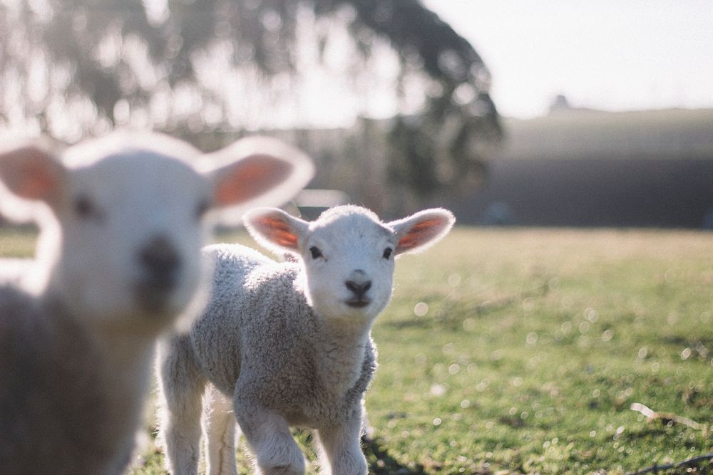 Two baby lambs with trimmed coat looking at the camera while grazing in a green pasture on a sunny day. Original public…