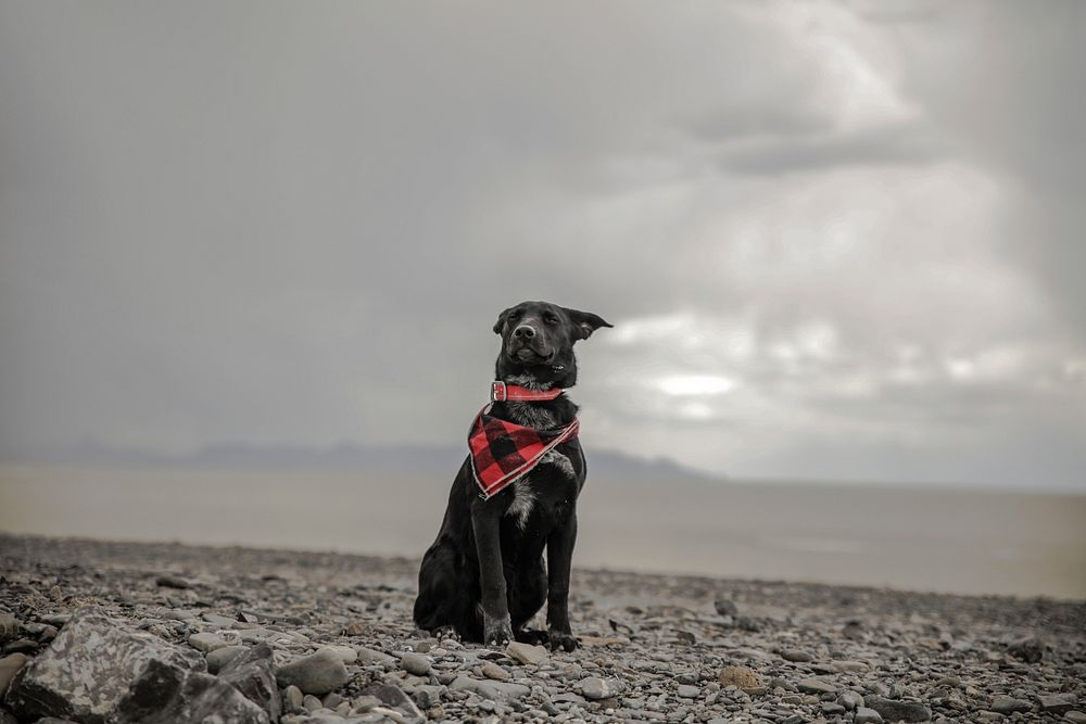 Black dog sitting near windy beach. Original public domain image from Wikimedia Commons
