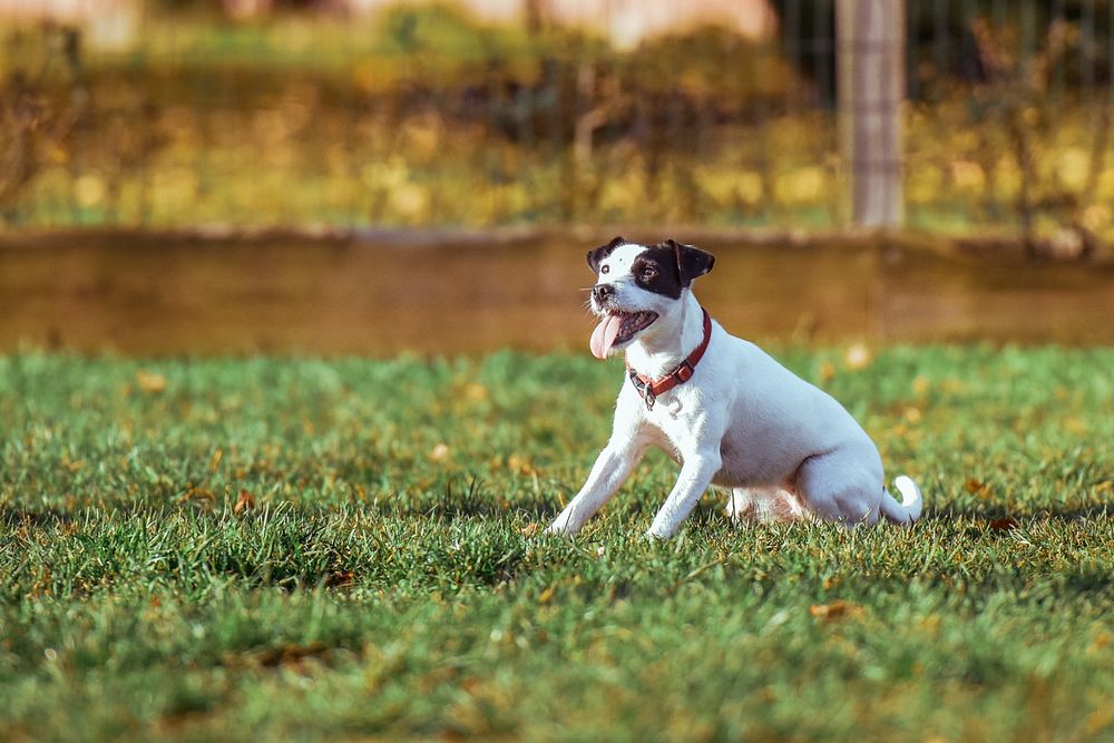 White dog with black spot sitting on grass yard. Original public domain image from Wikimedia Commons