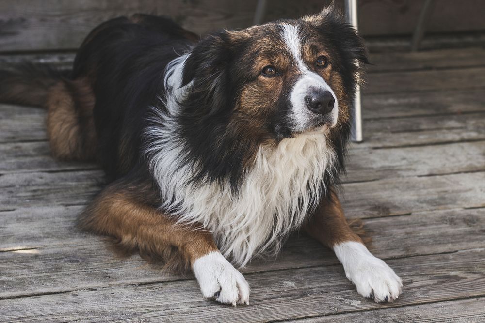 Fluffy shepherd dog sitting on wood floor. Original public domain image from Wikimedia Commons