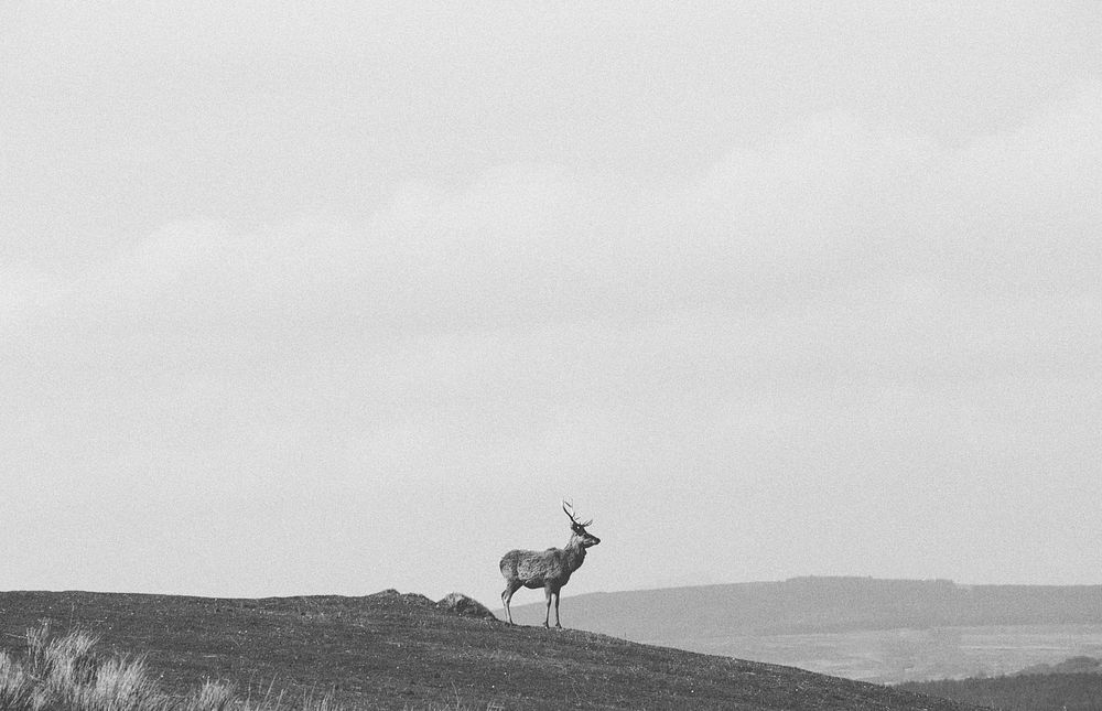 Standing deer on hill in distance. Original public domain image from Wikimedia Commons