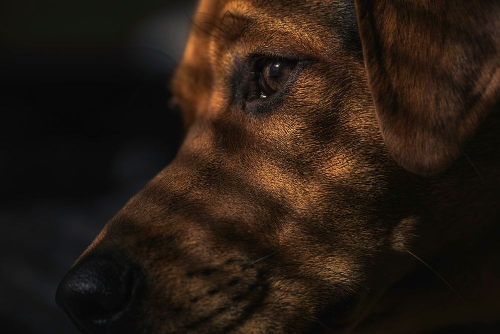 Brown dog. Original public domain image from Wikimedia Commons
