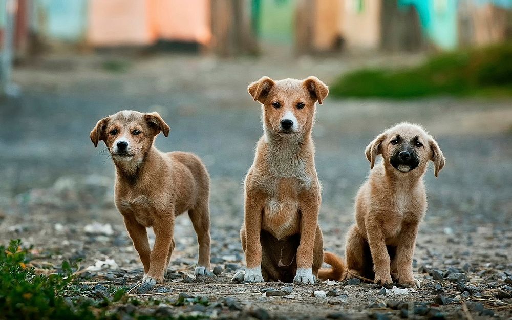 Three brown puppies on dirt road photography. Original public domain image from Wikimedia Commons
