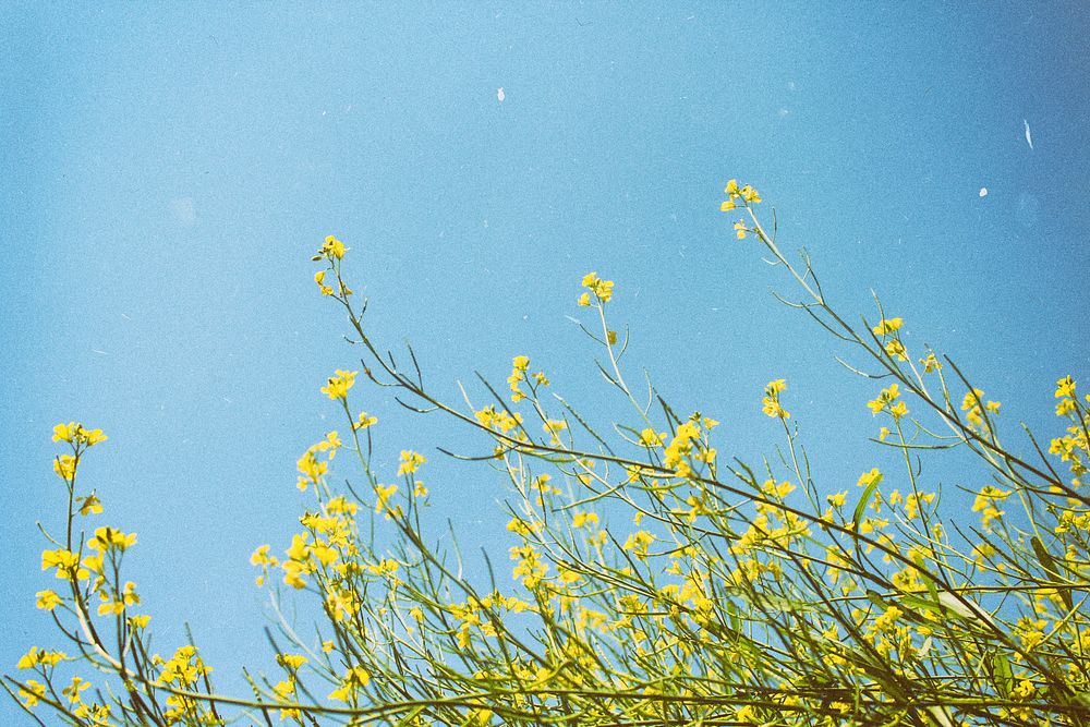 Yellow flowers. Original public domain image from Wikimedia Commons