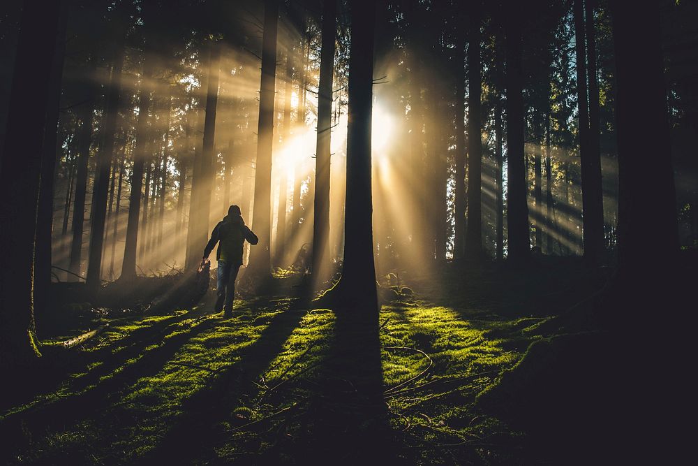 Walking into the forest with sunlight shining through. Original public domain image from Wikimedia Commons