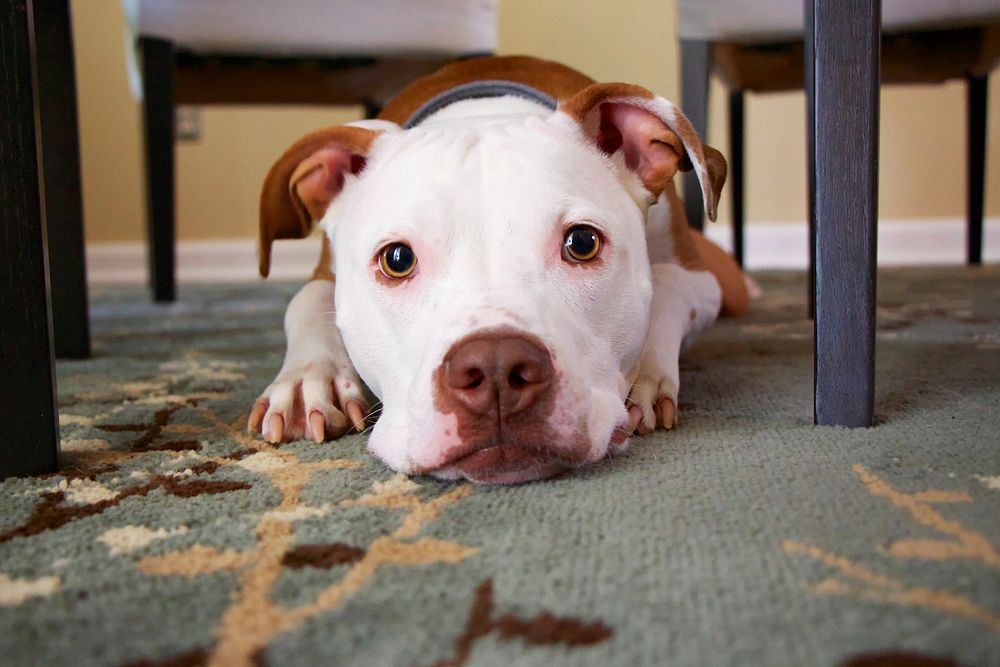 A pitbull laying on a green carpet under a table in Bel Air, Maryland, United States. Original public domain image from…
