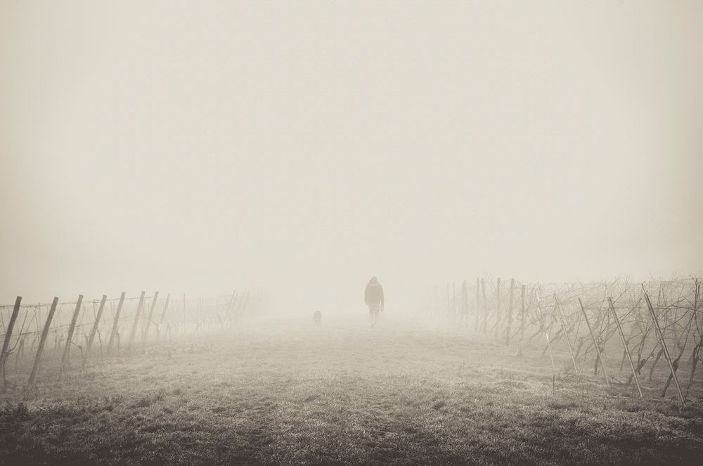 Walking through a desolate vineyard on a cloudy evening. Original public domain image from Wikimedia Commons