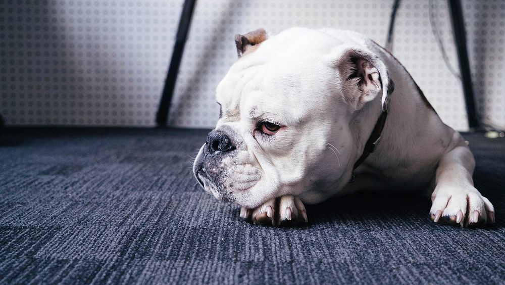 A white bulldog lying down on a carpet. Original public domain image from Wikimedia Commons