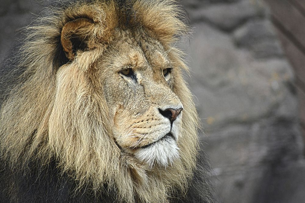 Lion at Colchester Zoo, Stanway, United Kingdom. Original public domain image from Wikimedia Commons