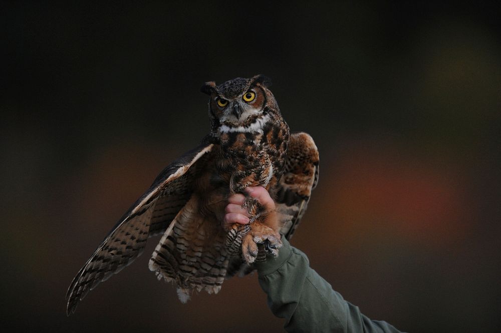 Hand holding brown owl. Original public domain image from Wikimedia Commons