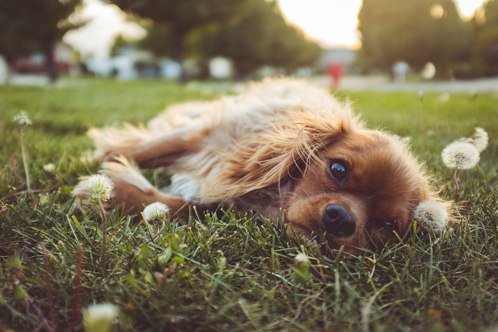 Golden retriever puppy lying on grass field with flowers. Original public domain image from Wikimedia Commons