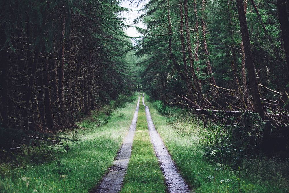 A path through a fir forest in Spean Bridge. Original public domain image from Wikimedia Commons