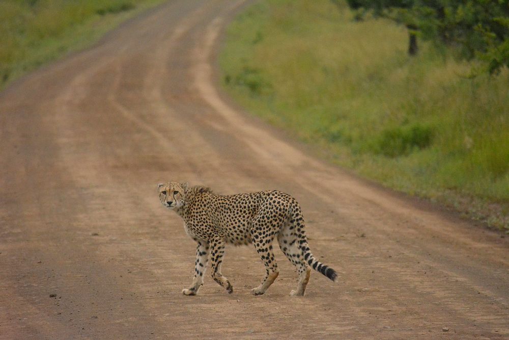 A big feline cheetah walking bravely across a dirt road. Original public domain image from Wikimedia Commons
