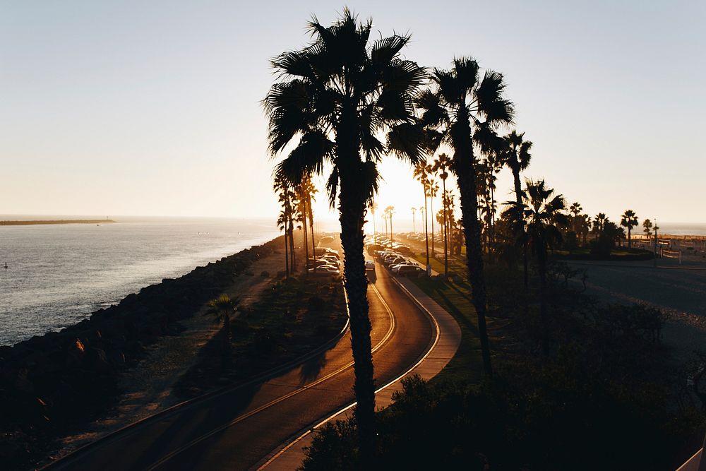 Palm tree boulevard road by the ocean during sunset at Mission Beach. Original public domain image from Wikimedia Commons