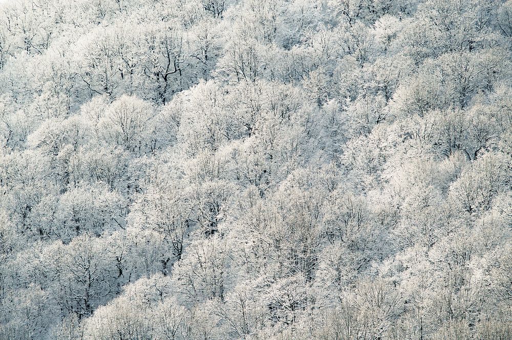 A drone shot of snow-covered trees in Goryachy Klyuch. Original public domain image from Wikimedia Commons