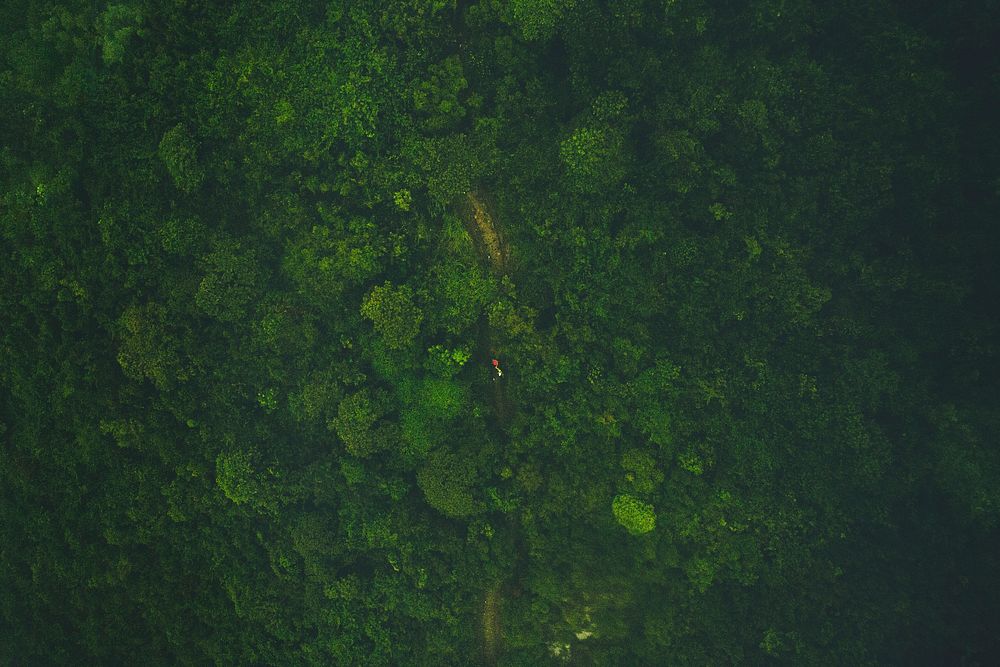 A drone shot of a hiker on an overgrown footpath in a green forest on Lantau Island. Original public domain image from…