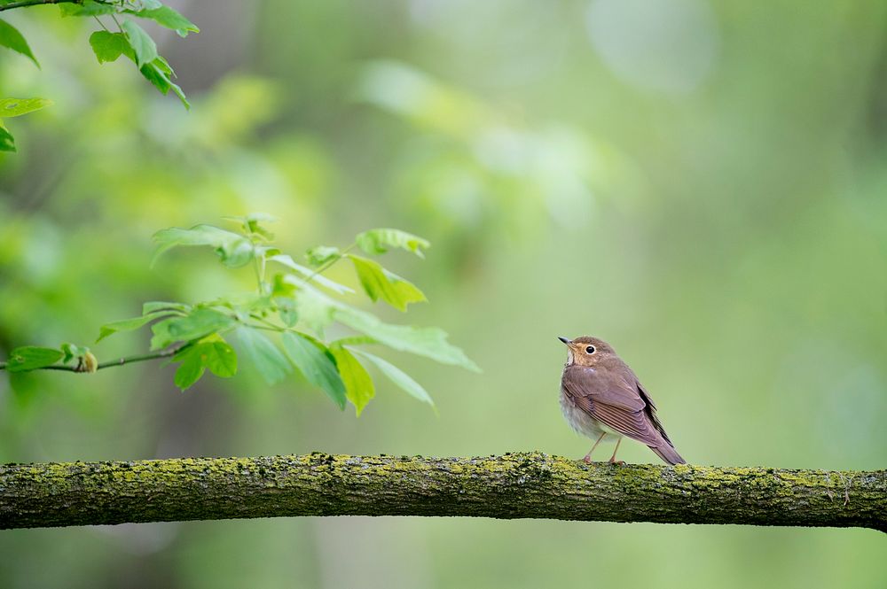 Bird perched on a branch. Original public domain image from Wikimedia Commons