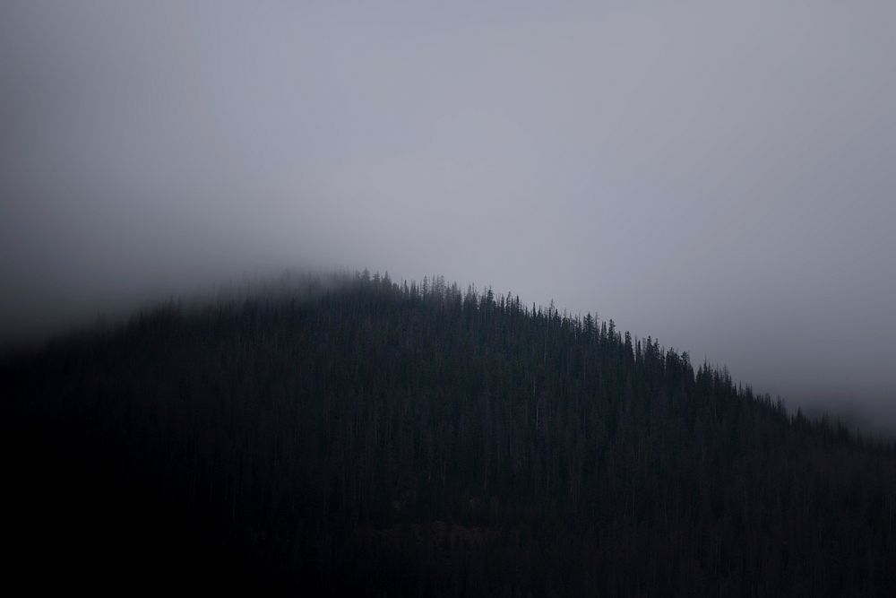 Fog and overcast sky over a dark forest in Colorado. Original public domain image from Wikimedia Commons