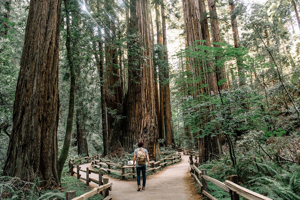 A man wearing jeans and a backpack walking down a trail through the Muir Woods. Original public domain image from Wikimedia…