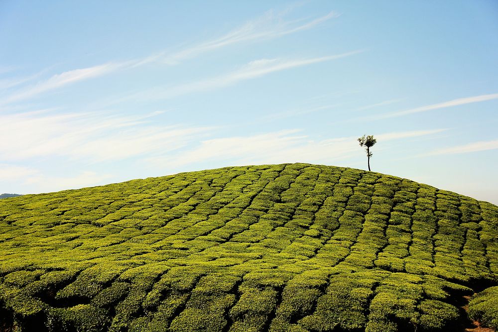 Field against the sky. Original public domain image from Wikimedia Commons