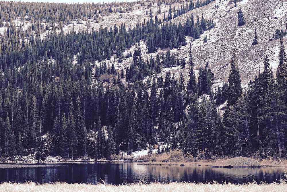 Coniferous trees on a slope near a quiet lake in Eldora. Original public domain image from Wikimedia Commons