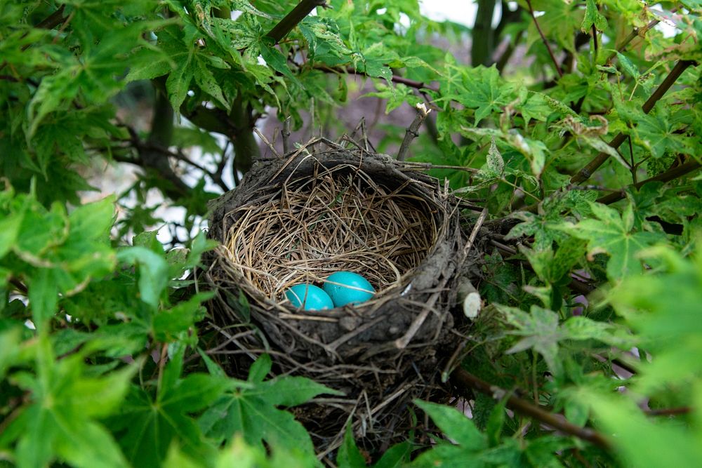Eggs in a bird nest. Original public domain image from Wikimedia Commons