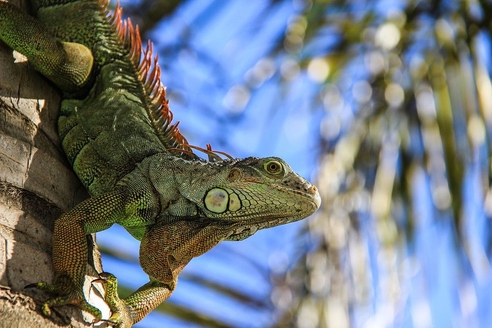 Lizard in a tree. Original public domain image from Wikimedia Commons