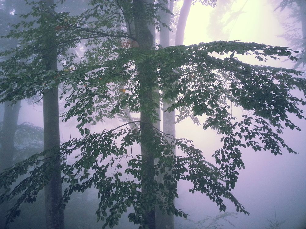 Trees in a forest in a purple-hued mist. Original public domain image from Wikimedia Commons
