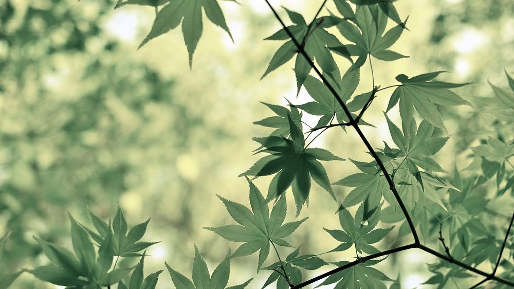 Desktop wallpaper plant leaf, HD nature photo background. Original public domain image from Wikimedia Commons