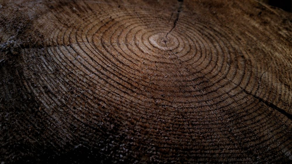 Close-up of growth rings in a thick tree stump. Original public domain image from Wikimedia Commons