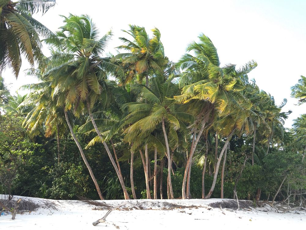 Palm trees on a beach on the coast. Original public domain image from Wikimedia Commons