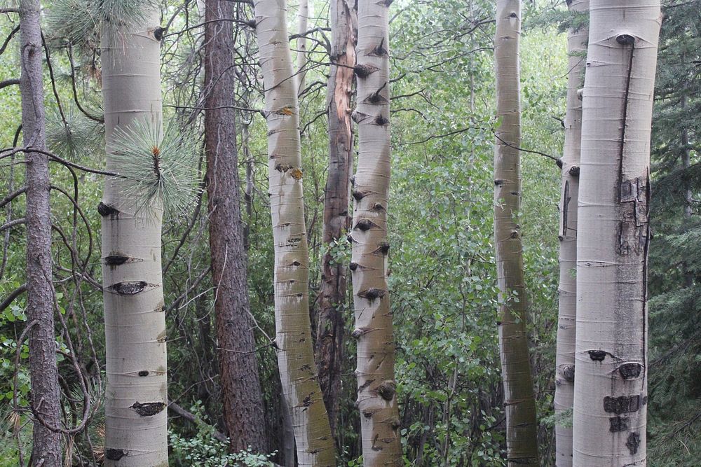 A forest of birch trees. Original public domain image from Wikimedia Commons