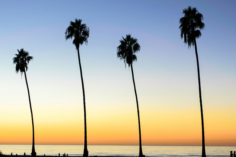 Palm tree with sunset beach. Original public domain image from Wikimedia Commons