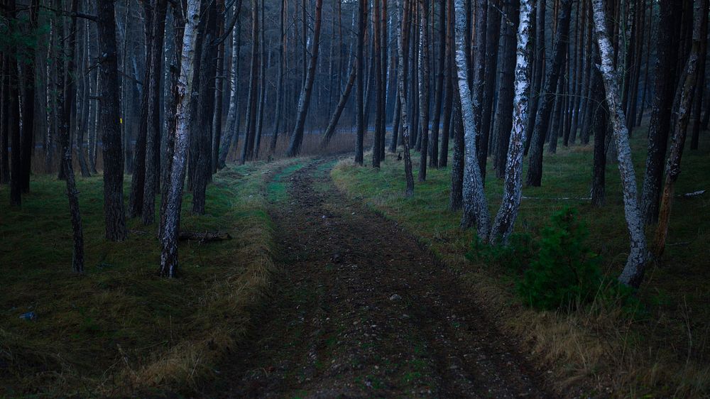 A dirt path lined with birch trees in Smiltynė. Original public domain image from Wikimedia Commons