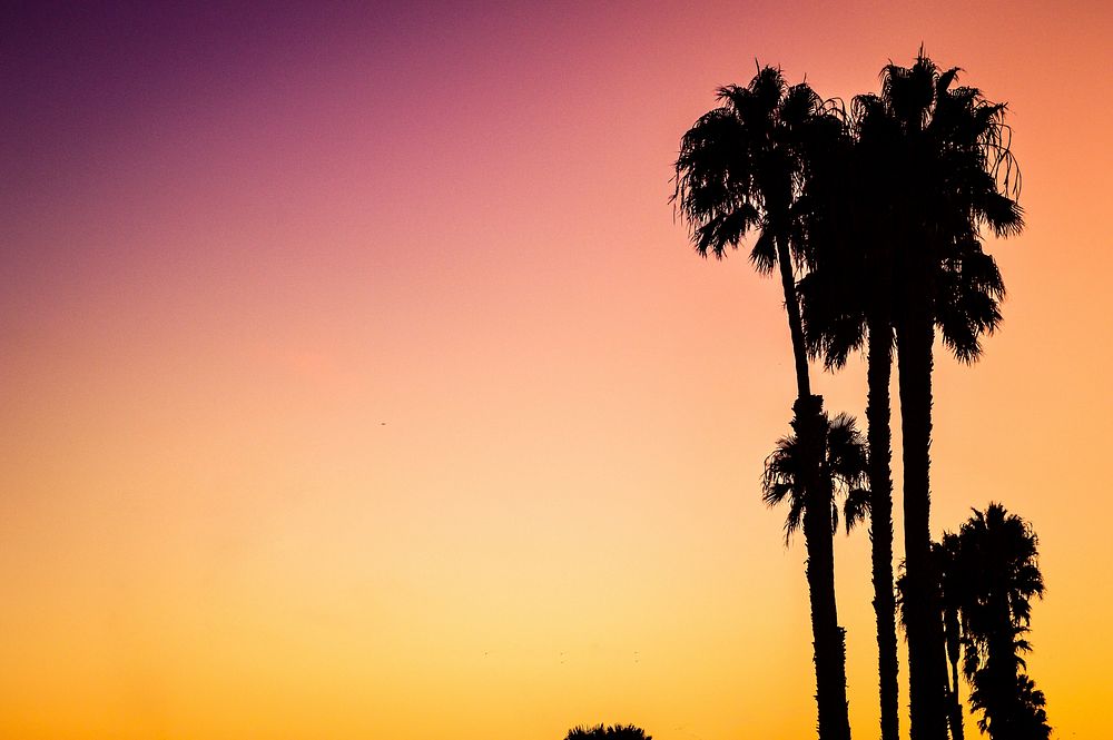 Palm tree silhouettes in Venice Beach, against a vibrant pink and orange sunset sky. Original public domain image from…