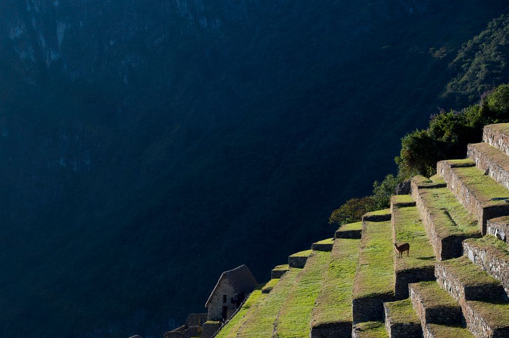 A llama on the green terraces of Machu Picchu ruins. Original public domain image from Wikimedia Commons