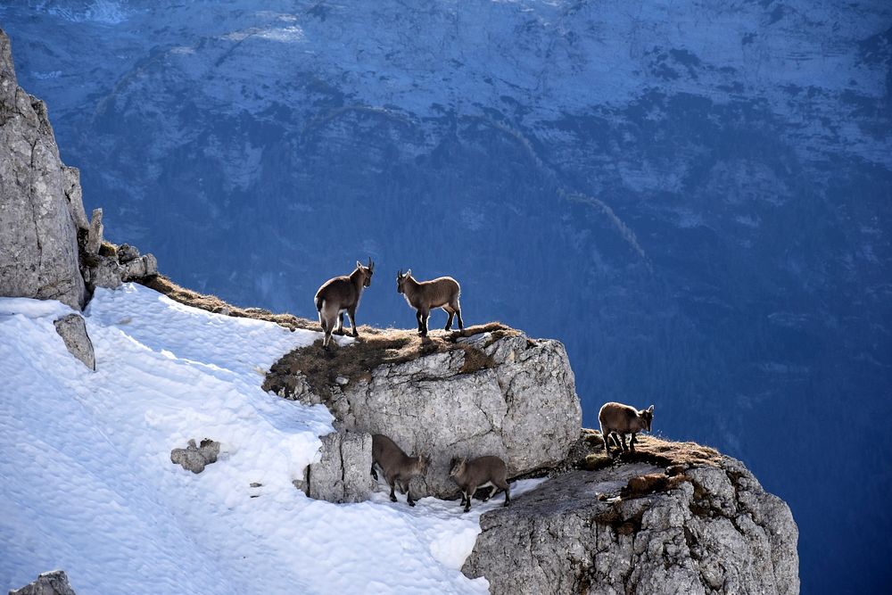 Five goats on the edge of a cliff in the snowy mountains. Original public domain image from Wikimedia Commons