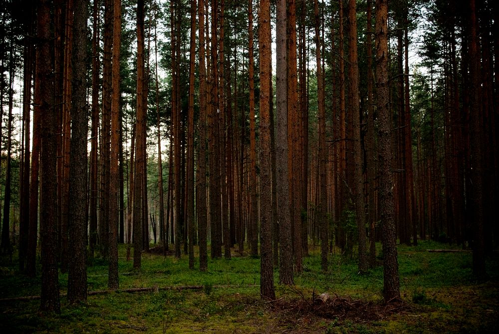 Tall trunks of coniferous trees in a forest. Original public domain image from Wikimedia Commons