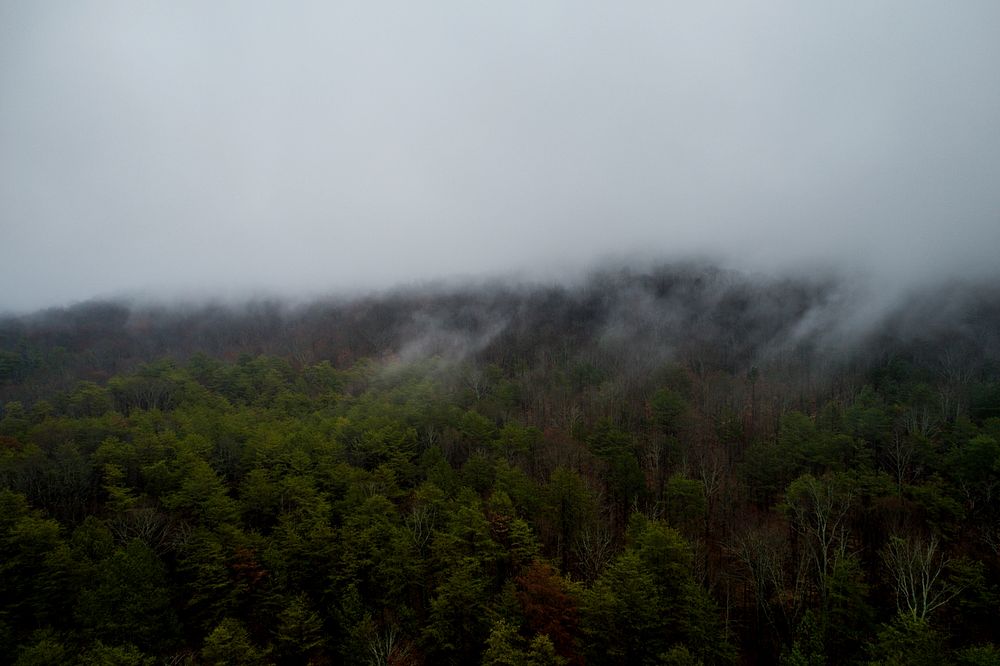 Fog over a forest with green and brown trees. Original public domain image from Wikimedia Commons