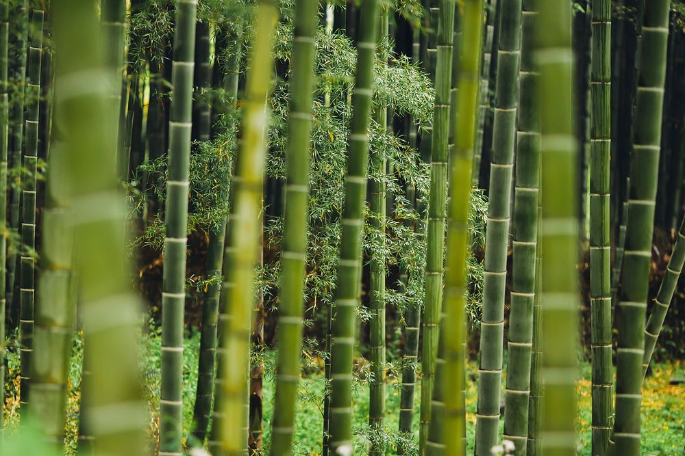 Green bamboo plants growing close to each other. Original public domain image from Wikimedia Commons