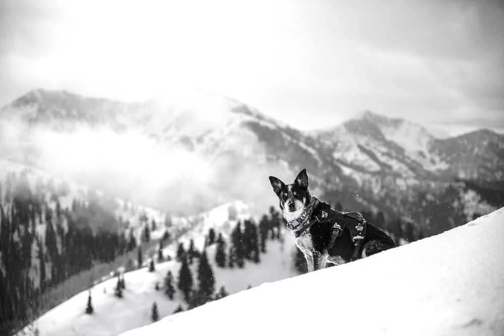 Dog sitting on a snowy hillside in a mountain landscape. Original public domain image from Wikimedia Commons
