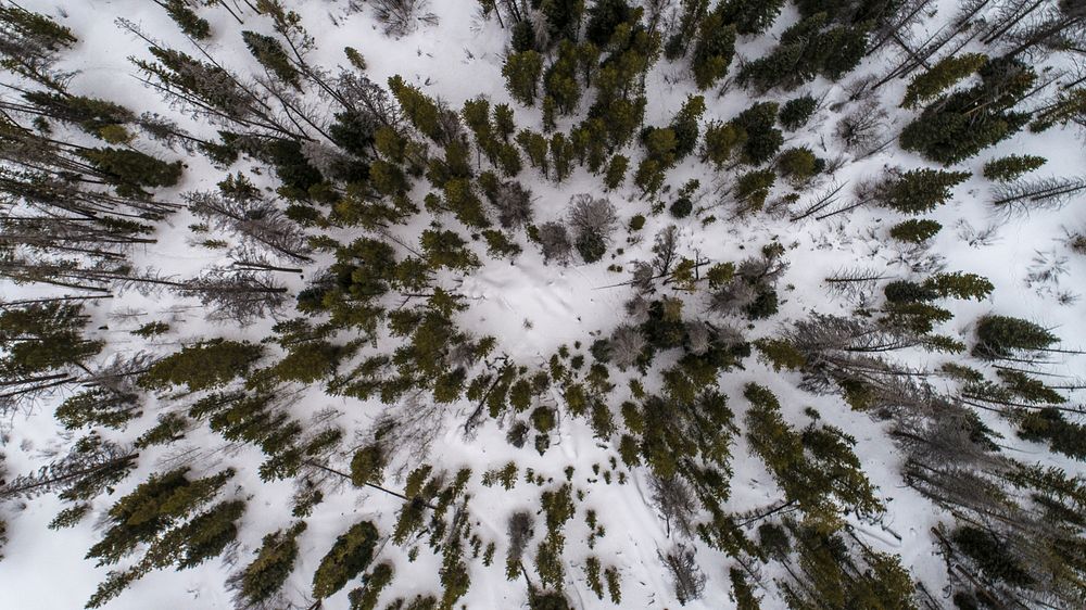 Forest trees form a circle against the snowy ground. Original public domain image from Wikimedia Commons