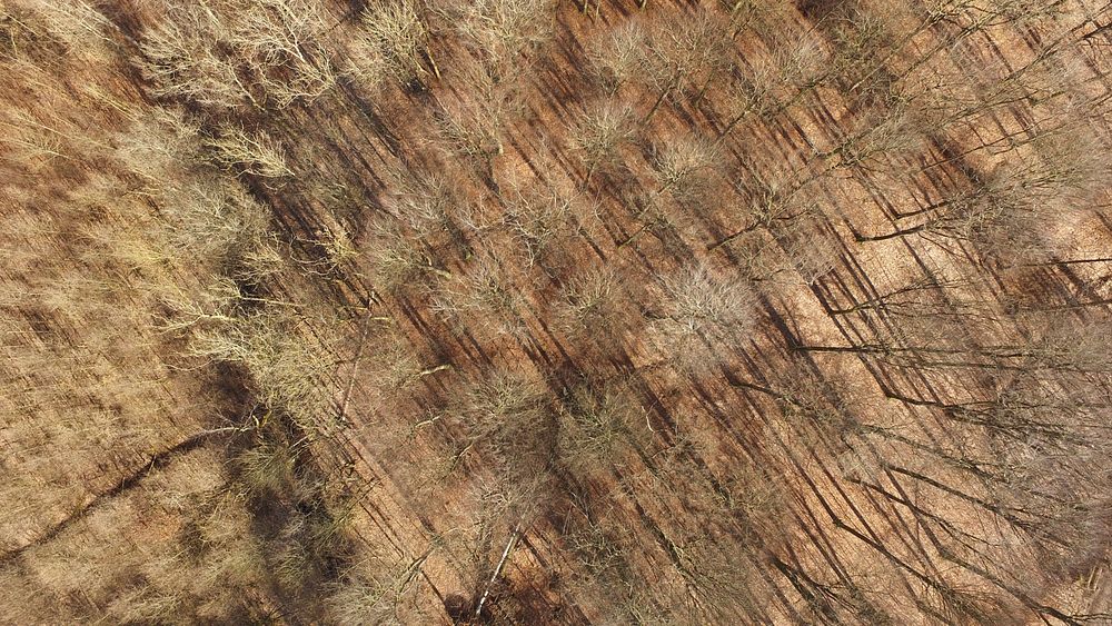 A drone shot of bare trees on dry ground in Torrild. Original public domain image from Wikimedia Commons
