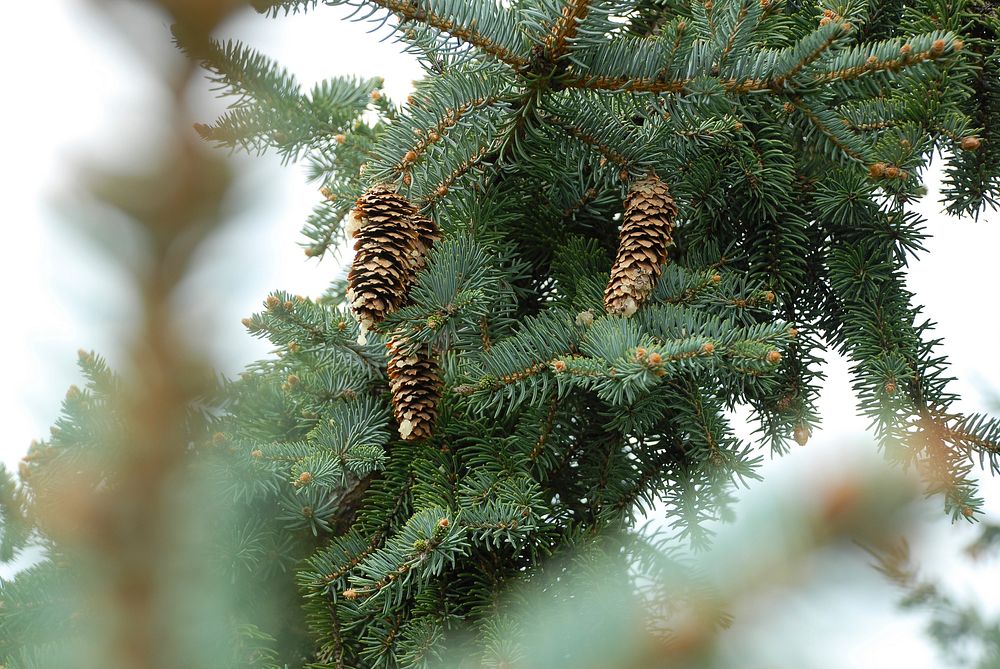 Pinecones hang on an evergreen branch. Original public domain image from Wikimedia Commons