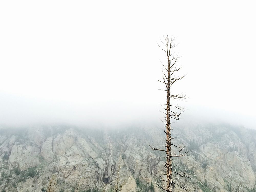 Single barren tree against a cliff in Rocky Mountain National Park. Original public domain image from Wikimedia Commons